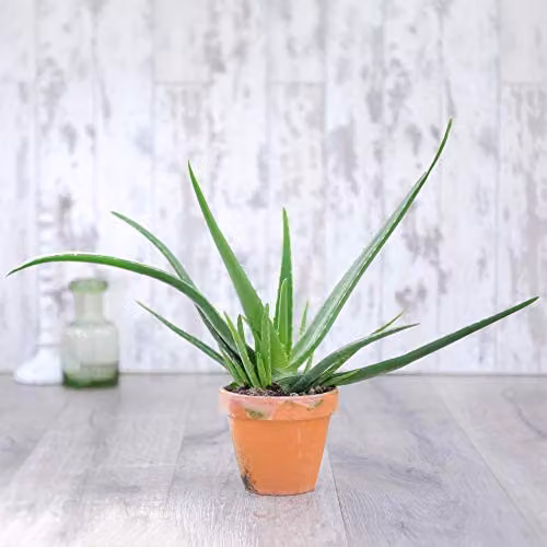Thompson & Morgan Aloe Vera Succulent Perennial Indoor Houseplant, Green, 1x 15cm Potted Plant – 3