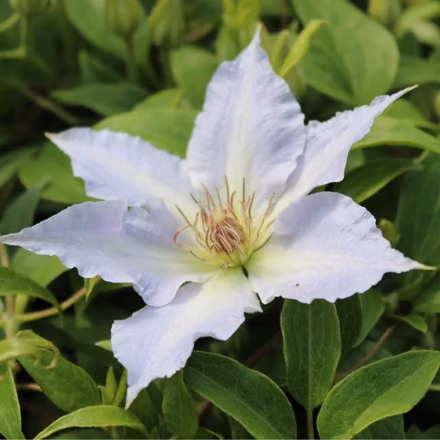 Plants By Post Clematis Tranquillite Evipo111 Soft Lilac Perennial Climber