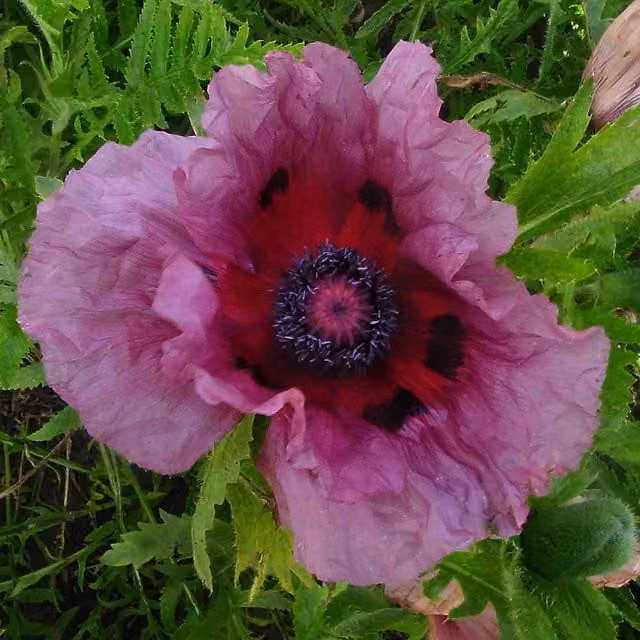 Marshalls Garden Papaver Patty's Plum Oriental Poppy, Purple Perennial Plant, 9cm