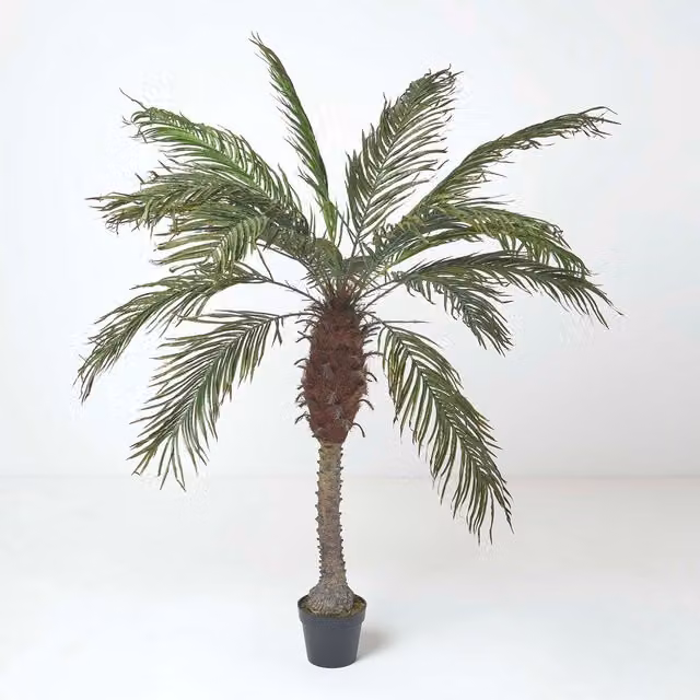 Homescapes Phoenix Palm Tree in Pot, Green, Height: 160 cm