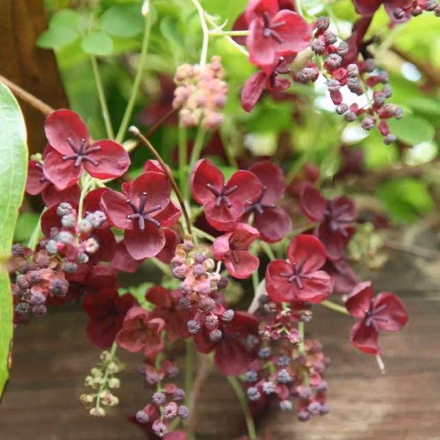 Plant Theory Akebia Quinata Chocolate Vine Purple Flowering Climbing Plant, Green