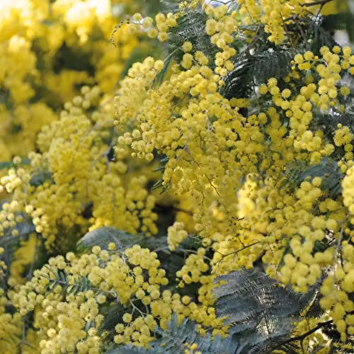 Thompson and Morgan Acacia Mimosa Dealbata Hardy Perennial Garden Plant, 2 x 9cm Pots – 2