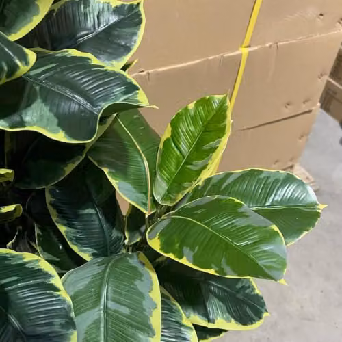 Botanik Green Artificial Rubber Tree, Height: 120 cm – 5