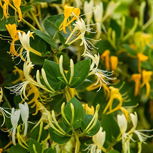 Thompson & Morgan Hardy Perennial Honeysuckle Hall’s Prolific Climbing Shrub, White and Yellow Flowers, 3 Litre Pot