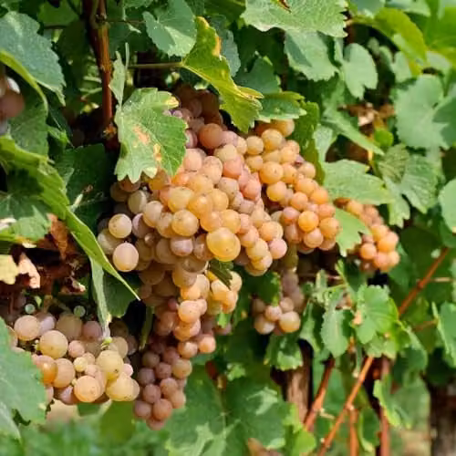 Thompson & Morgan Pinot Gris Crisp White Wine Grape Fruit Tree in a 10.5cm Pot