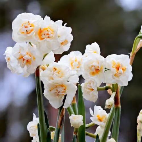 YouGarden Narcissus Bridal Crown Fragrant White Double Daffodil Bulbs, 30 Bulbs – 4