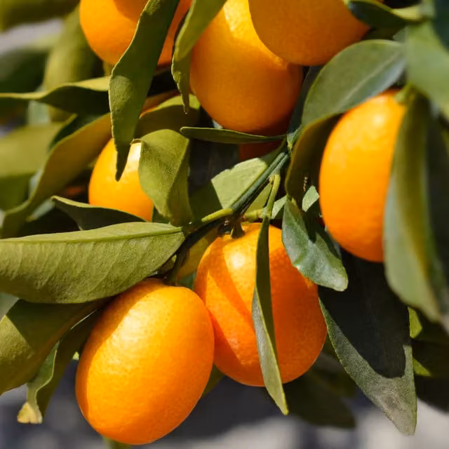 Plants By Post Mini Kumquat Citrus Fruit Tree, Orange and Green, Potted Indoor or Outdoor Flowering Plant