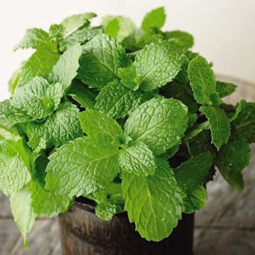 Thompson & Morgan Garden Mint Peppermint Mentha x piperita Hardy Perennial Potted Plant, 1 Litre – 1