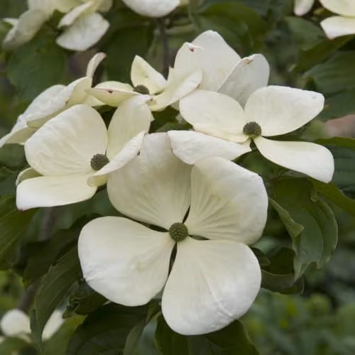 Thompson & Morgan Cornus kousa Venus Dogwood Tree with White Flowers and Berries, 25 Litre Pot