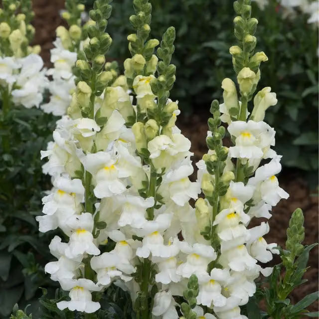 Plants By Post Antirrhinum Bedding Plants, 24 Plants, Pure White