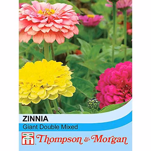 Thompson and Morgan Zinnia elegans Giant Double Mixed Multicolour Flower Seeds, 60 Seeds – 2