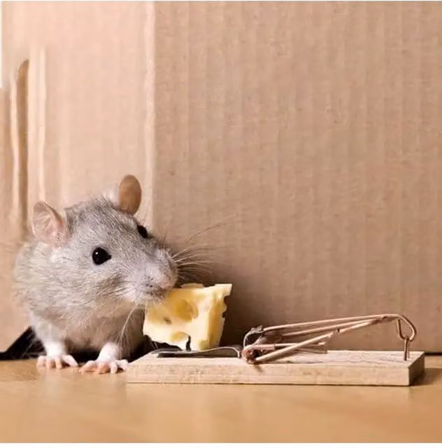 Living and Home Set of 8 Wooden Mouse Traps in Brown – 1