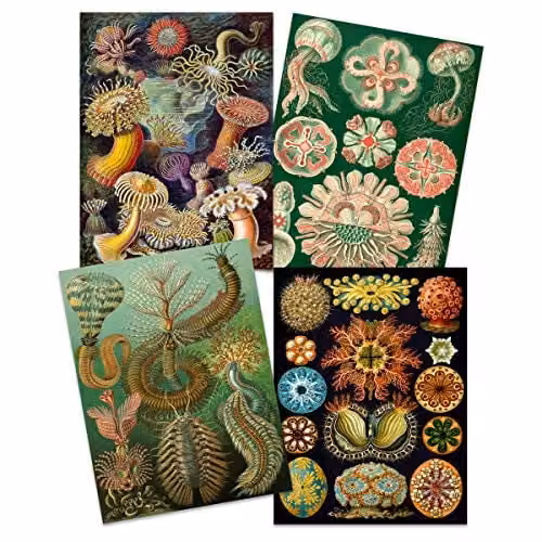 Artery8 Ernst Haeckel Kunstformen Der Natur Biology Art Print Poster Pack of 4, Multicolour – 1