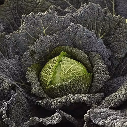 Thompson and Morgan Savoy Cabbage Cordesa Autumn Variety Green Vegetable Seeds, 20 Seeds per Packet