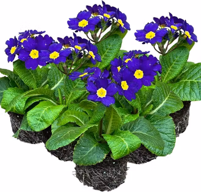 Plants by Post Blue Polyanthus Primula Bedding Plants, Pack of 3