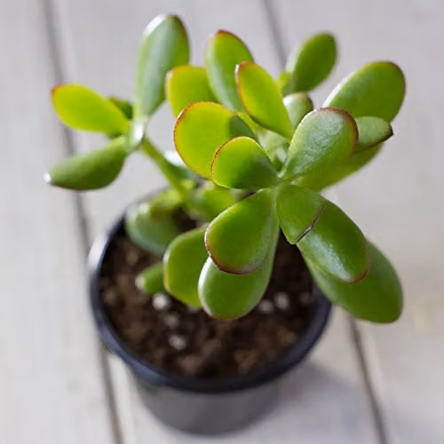 Thompson & Morgan Mixed Crassula Indoor Succulent Plants, 3 x 10.5 cm Pots