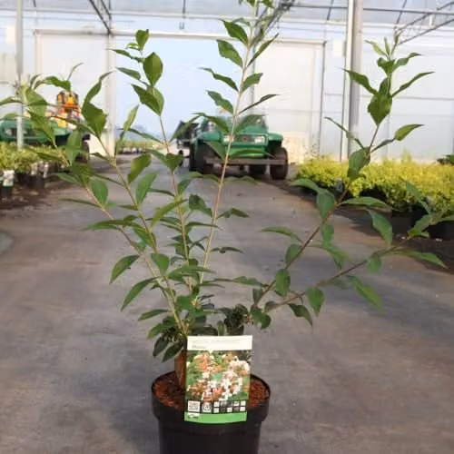 Thompson & Morgan Abelia mosanensis Monia Ornamental Shrub, 3 Litre Potted Plant – 1