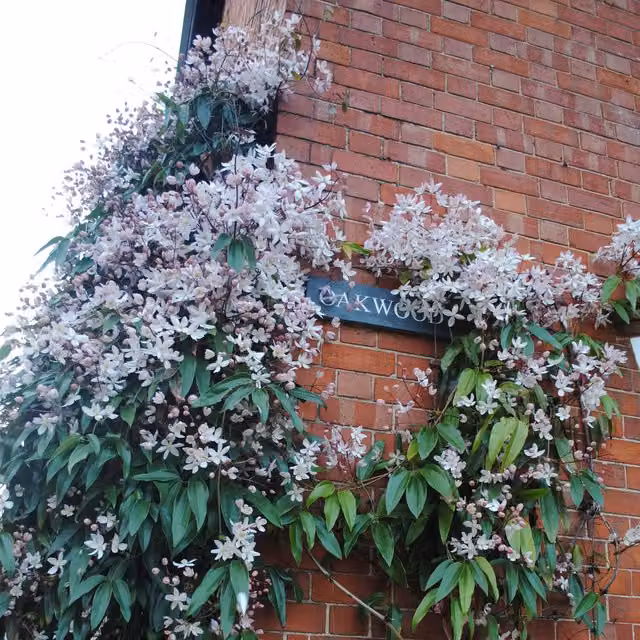 Plants By Post Clematis Armandii Appleblossom Climber in Pink and White