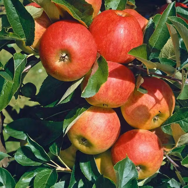 Marshalls Garden Patio Elstar Apple Fruit Tree
