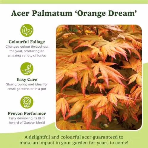 You Garden Japanese Maple Acer palmatum Orange Dream Ornamental Tree, 3L Pot – 6
