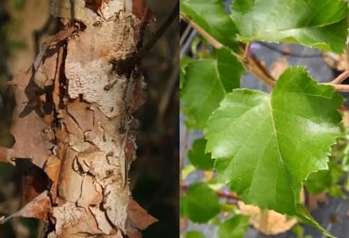 Direct Plants Betula Nigra Black Star Ornamental Tree, 182.88 cm Tall, 12 Litre Pot