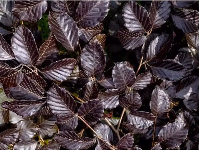 Direct Plants 10x Copper Purple Beech Hedging Plants in Pots, Green and Purple