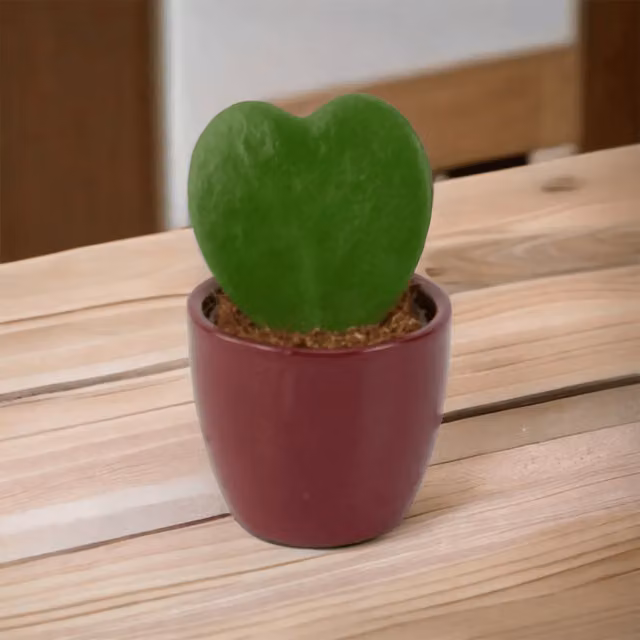 Plants By Post Hoya Kerrii Heart Succulent in a 6cm Green Ceramic Pot