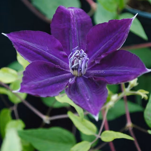 Plants By Post Clematis Amethyst Beauty Evipo043 Purple Outdoor Climbing Ornamental Garden Plant