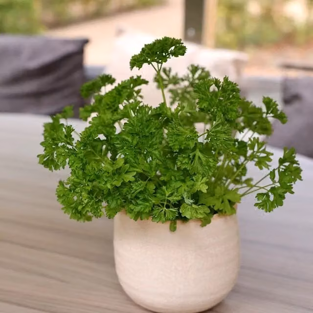 Set of 3 Green Moss Curled Parsley Bedding Plants in 9cm Pots