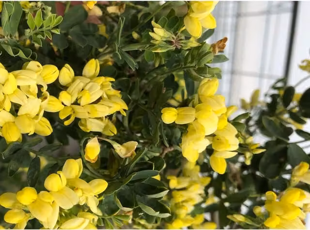 Plants By Post Coronilla Glauca Citrina Lemon-yellow Ornamental Shrub