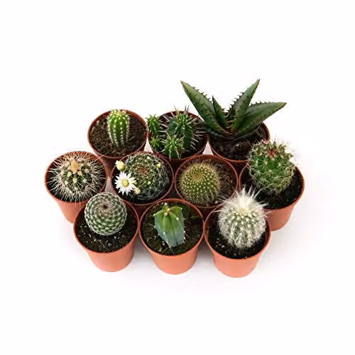Thompson & Morgan Mixed Cacti Indoor Succulent Plants, Green, 5 x 5.5 cm – 1