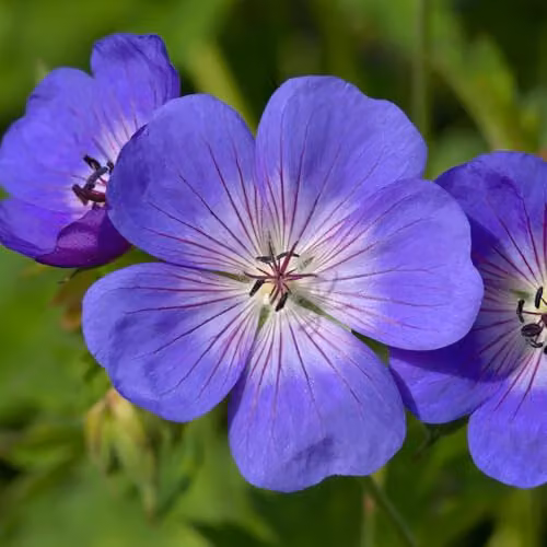 YouGarden 3 x Hardy Geranium Rozanne Blue Perennial Plants in 9cm Pots – 1