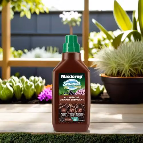 Maxicrop Organic Seaweed Plant Growth Stimulant and Tonic, 500ml – 5