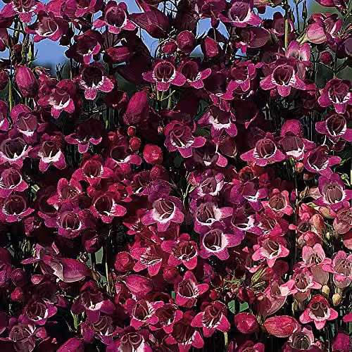 Thompson and Morgan Penstemon Miniature Bells Hardy Perennial Flower Seeds, 50 Seeds, Pink and Purple