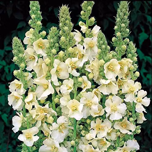 Thompson and Morgan Verbascum x Hybrida Snow Maiden White Flower Seeds, 100 Seeds