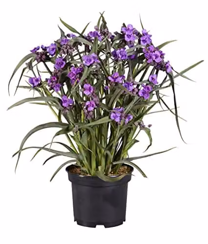 Thompson and Morgan Tradescantia Brain Storm Purple and Yellow Hardy Perennial Potted Plant, 1 x 9cm pot – 3