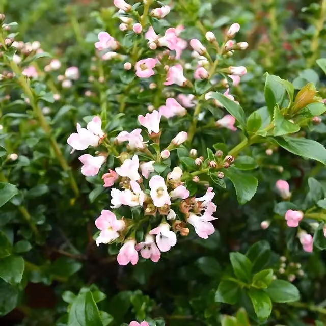 Direct Plants Escallonia Apple Blossom Pink Evergreen Garden Shrub