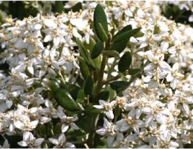 Direct Plants Olearia Haastii Daisy Bush Ornamental Shrub, White and Silver, 3L Pot
