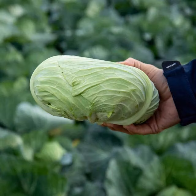 Marshalls Felicity F1 Japanese Round Cabbage Green Vegetable Seeds 20g