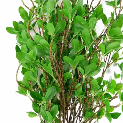 Pack of 6 Green Artificial Mini Ficus Leaf Stems, 100 cm – 3
