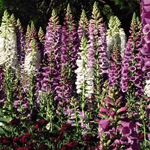 Thompson & Morgan Foxglove Digitalis purpurea Excelsior Hybrids Mixed Colour Garden Ready Plants, 30 Pack – 3