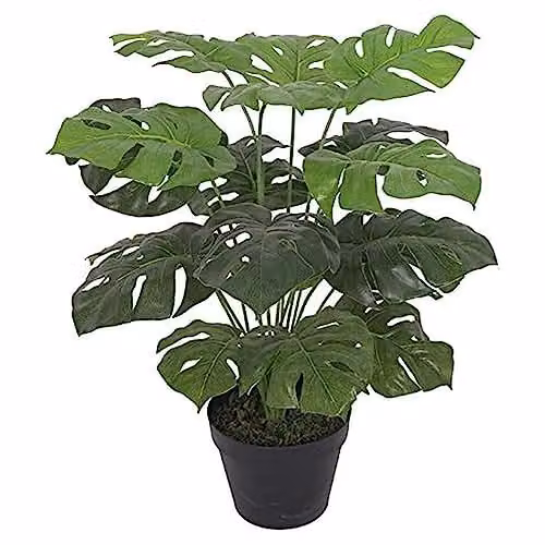 Leaf Artificial Monstera Plant in a Black Pot, Green, Height: 60 cm