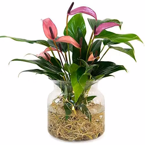 Thompson and Morgan Anthurium Aqua Pink Flowering House Plant in a Clear Glass Vase, 1 x 14cm Pot – 3