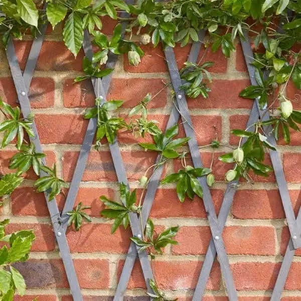Marco Paul Heavy Duty Expanding Trellis in Grey, Height: 180 cm, Width: 60 cm – 2