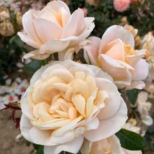 Thompson & Morgan Rose Champagne Moment Bare Root Ornamental Shrub with Apricot and Multicolour Blooms – 2