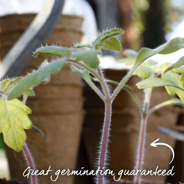 Marshalls Garden Mama Compact Patio Paste Tomato Seeds, Red, 15 seeds