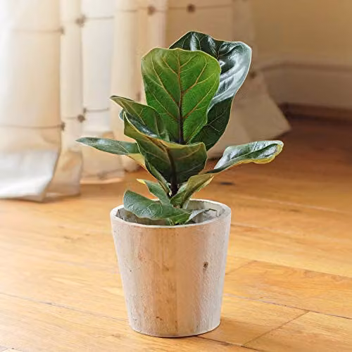 Thompson and Morgan Ficus Lyrata Compacta Fiddle-Leaf Fig Indoor House Plants, Set of 3 Green Potted Plants, 9cm Pot – 6