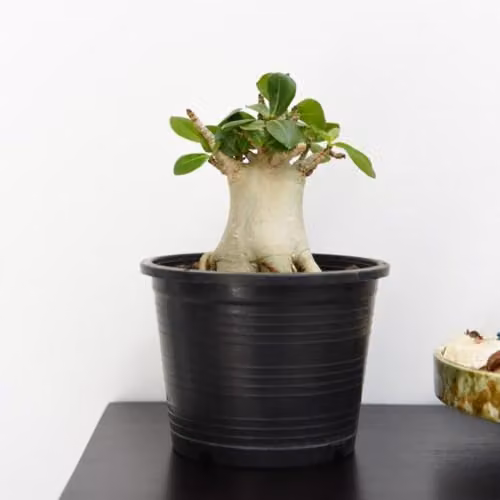 Thompson and Morgan Adenium Ansu Baobab Rare Miniature Baobab Tree-Like Succulent Tender Perennial Indoor Plant, Green, 1x 12cm Pot