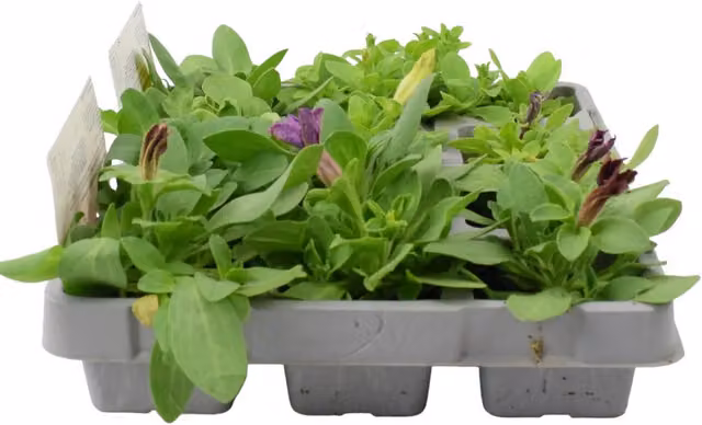 Plants by Post Mixed Petunia Bedding Plants, 12 Pack, Pink, Red, Purple and White