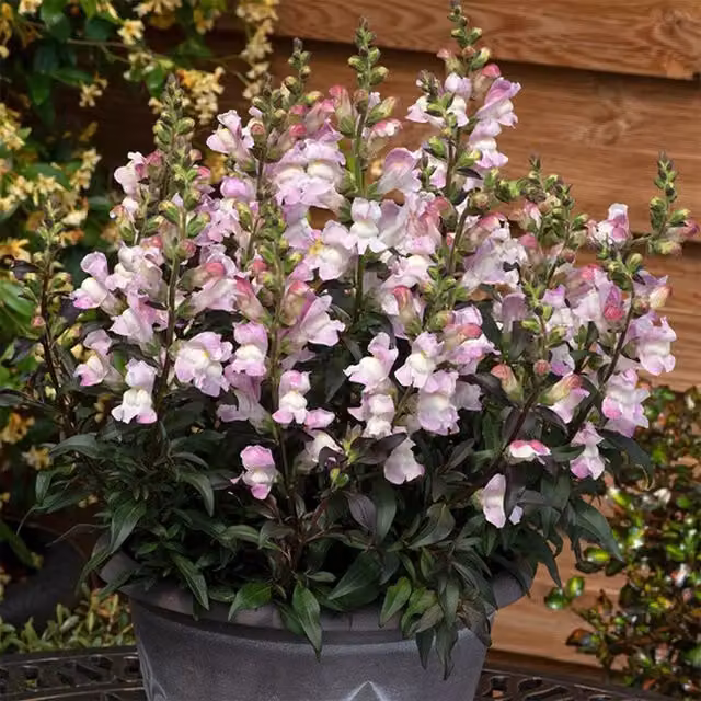 Plant Theory Set of 3 Pink Snapdragon Antirrhinum Bedding Plants in 9cm Pots